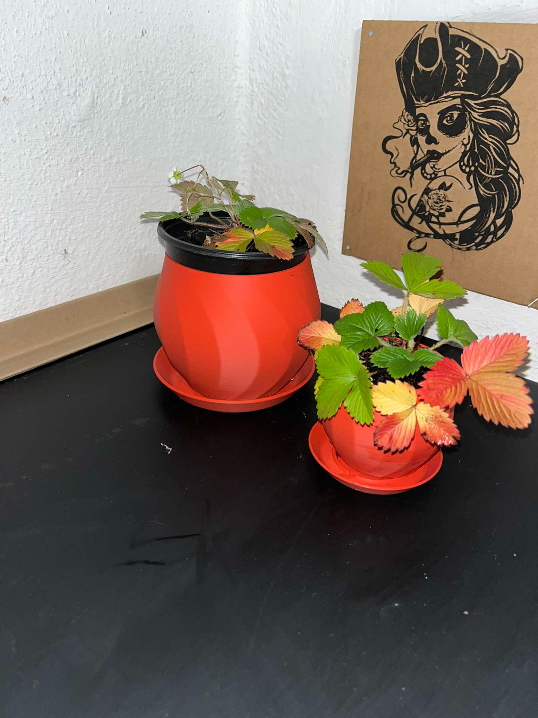 A flower pot with a tray for bouquets, bonsai