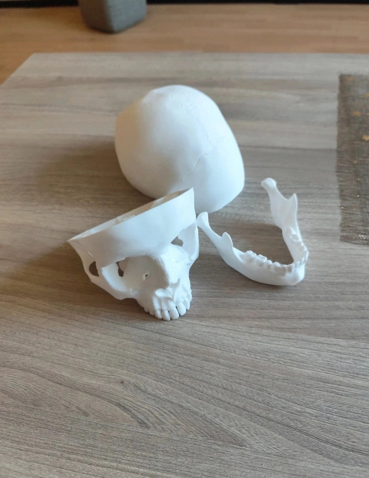 Human skull, anatomically correct