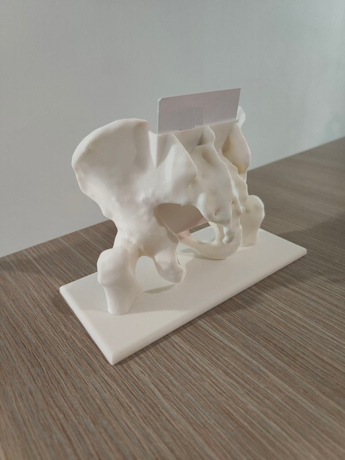 Pelvis Business Card Holder