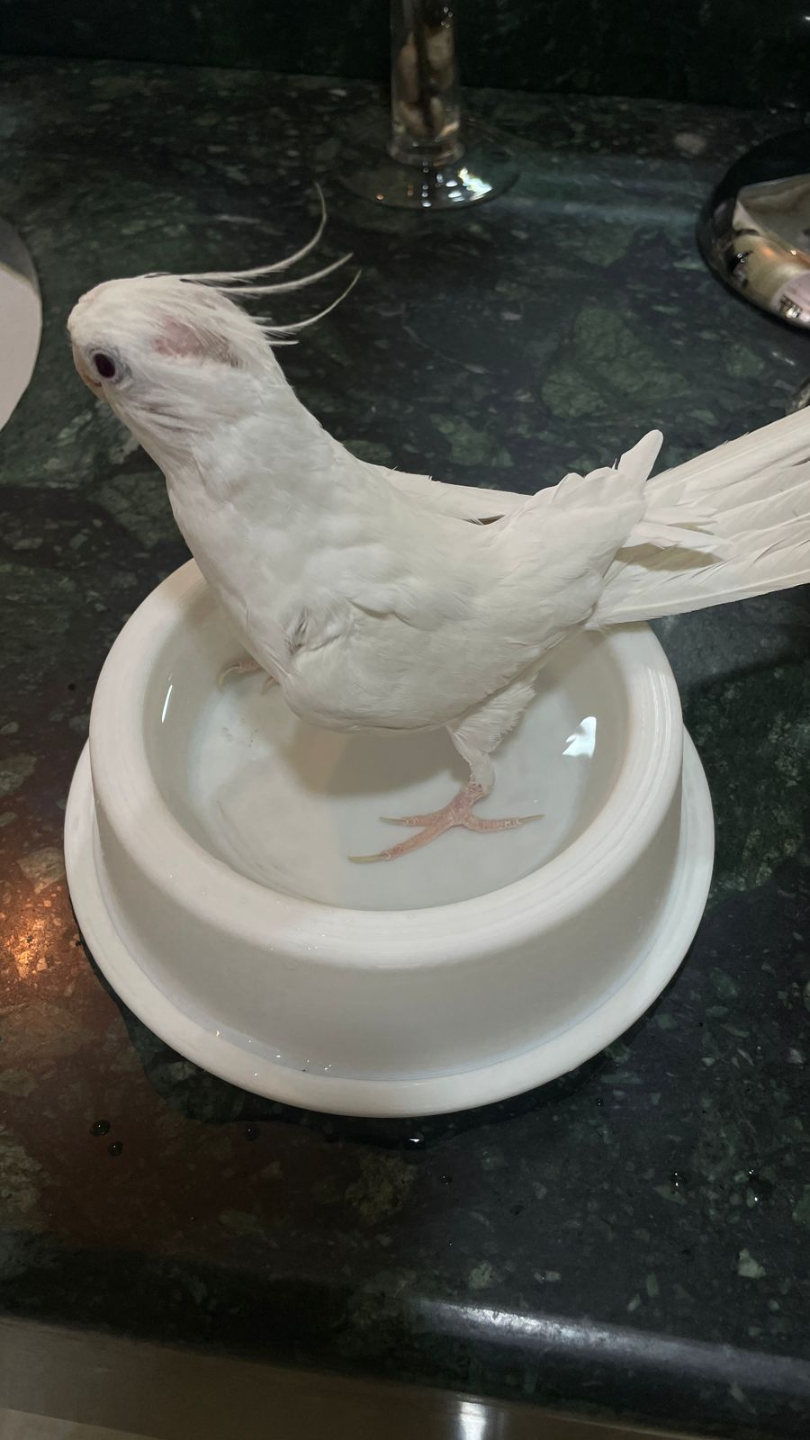 Pet Splash N' Snack Bowl