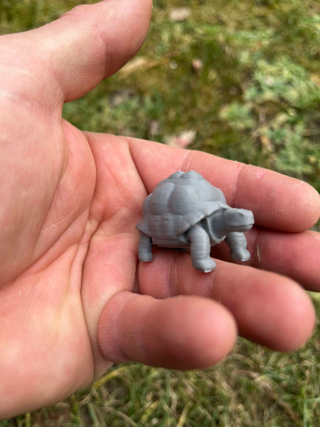 Land turtle