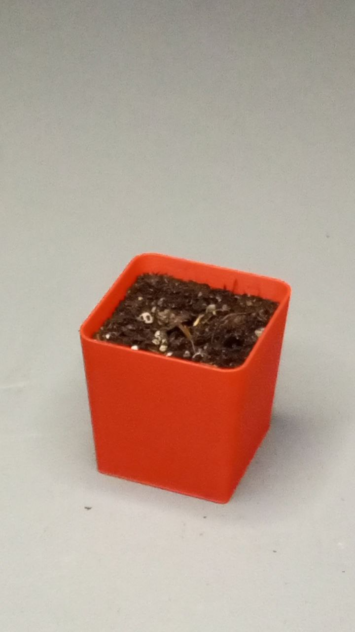 Reusable seeding pot - MiFa GrowSystem