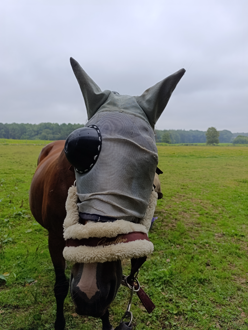 protection oculaire pour masque pour chevaux