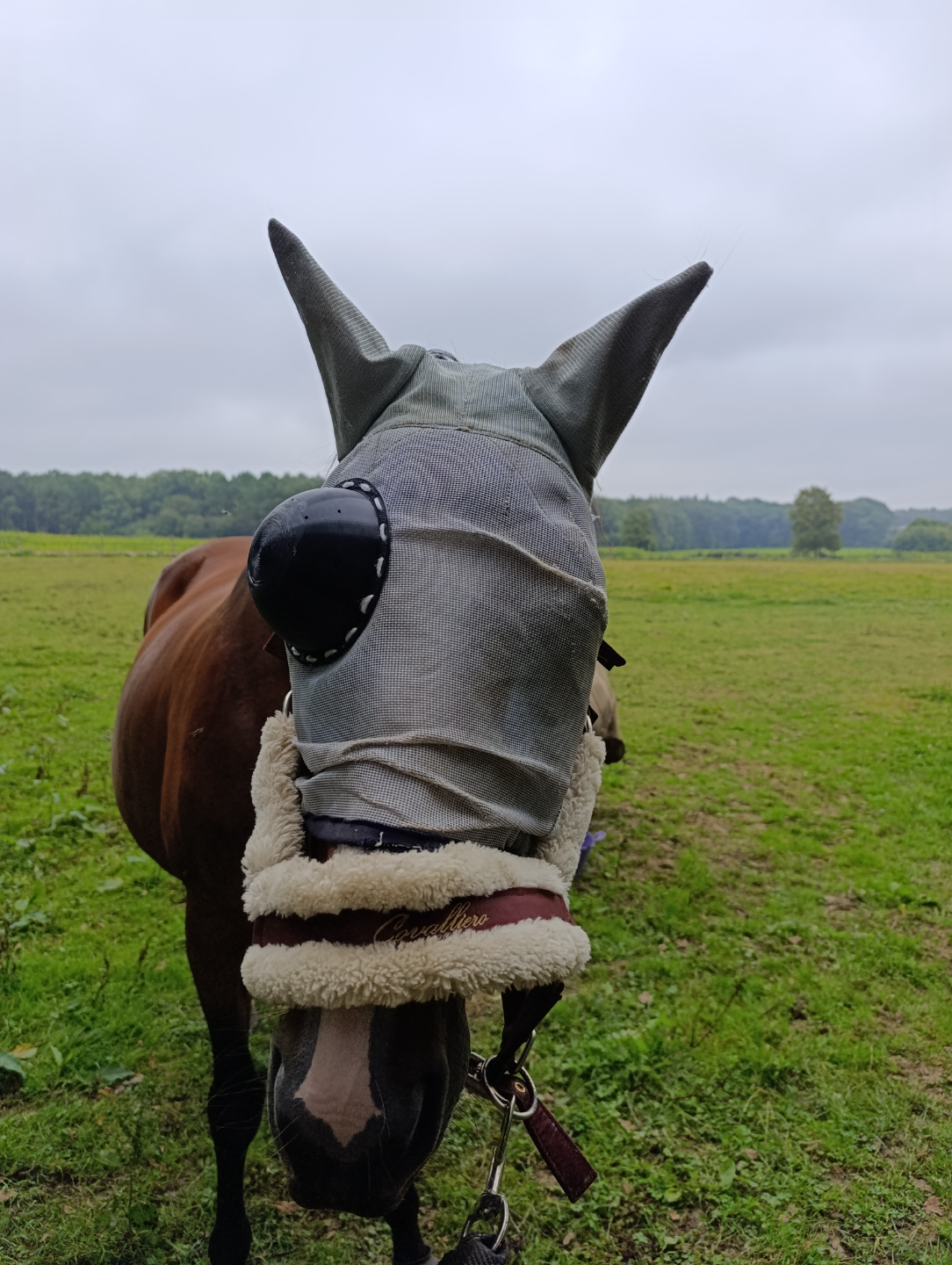 protection oculaire pour masque pour chevaux