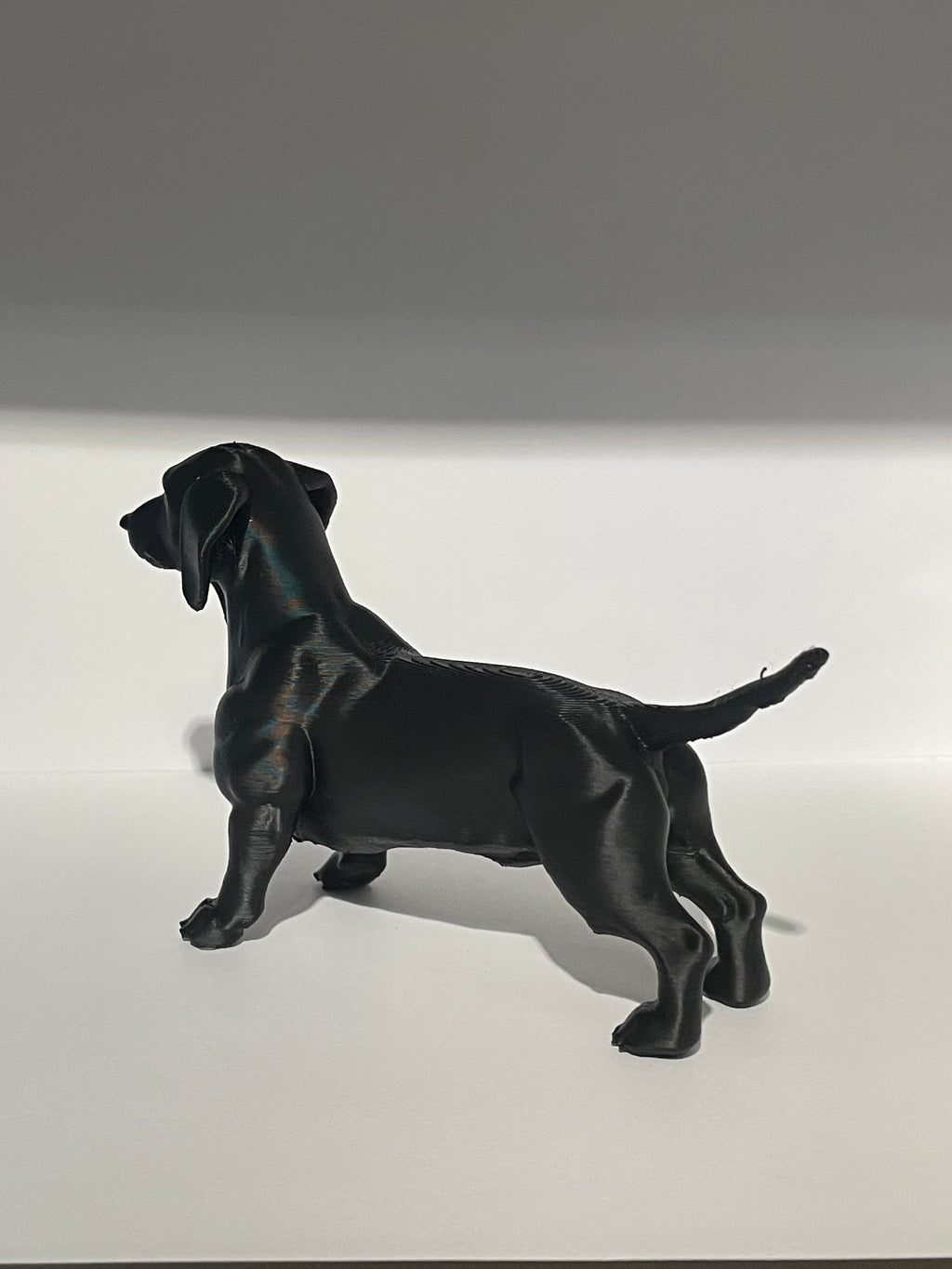 Miniature Dachshund Dog