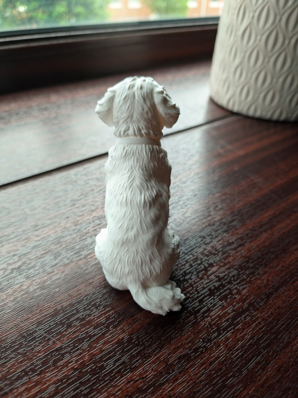 Shih Tzu Dog