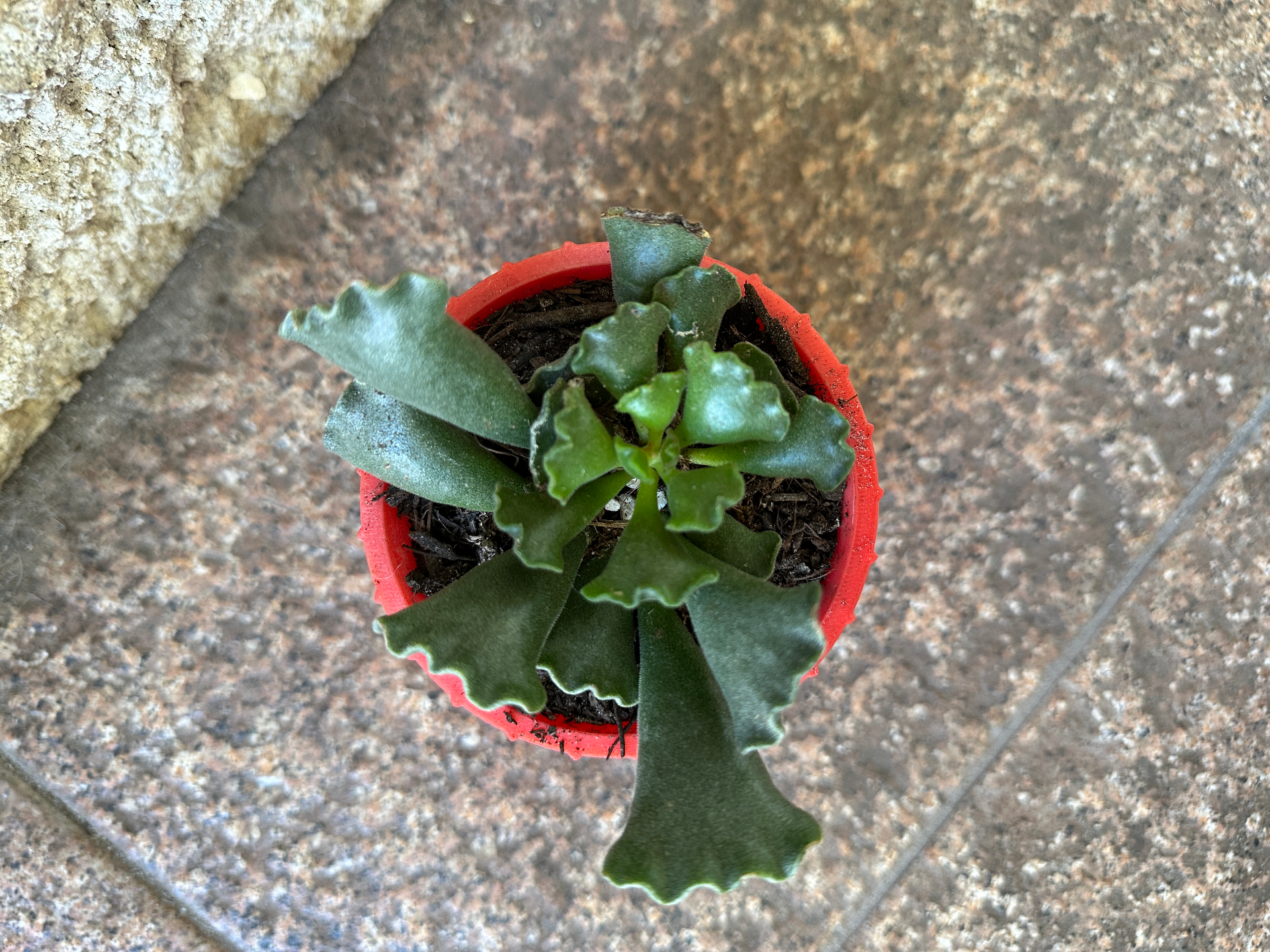Plant Potter For Succulents / Pot / Container