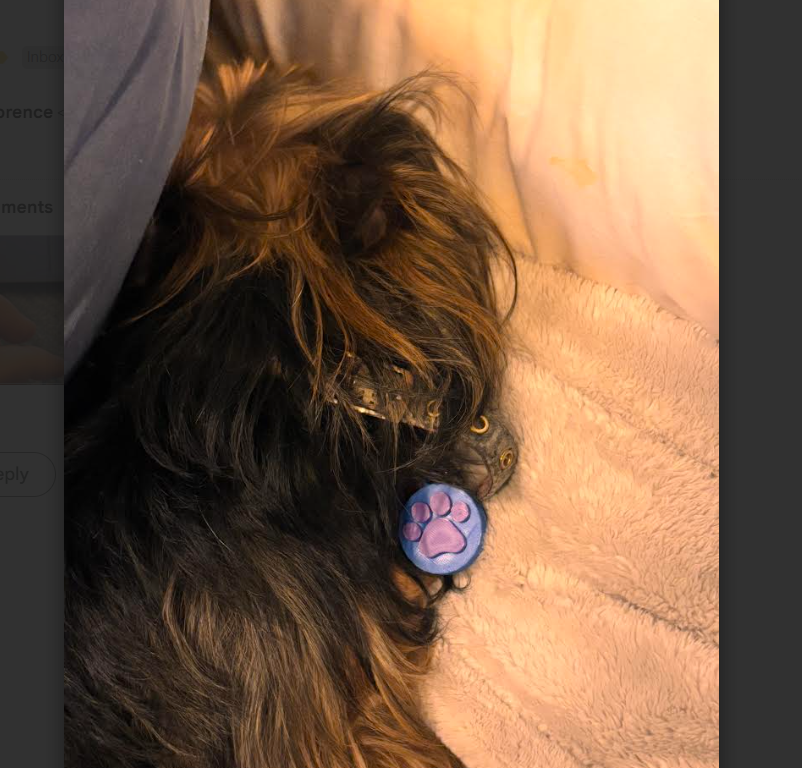 NFC tag for pet keychain