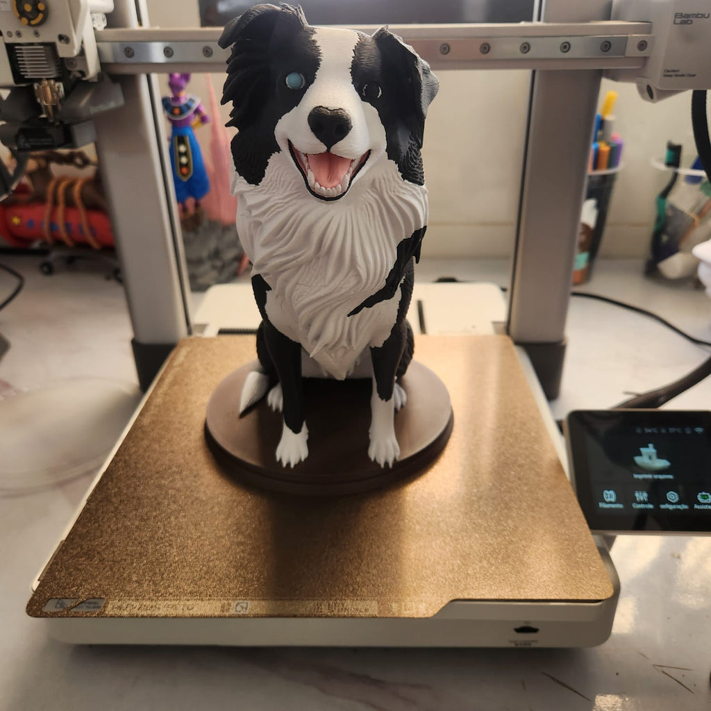 border collie multicolor