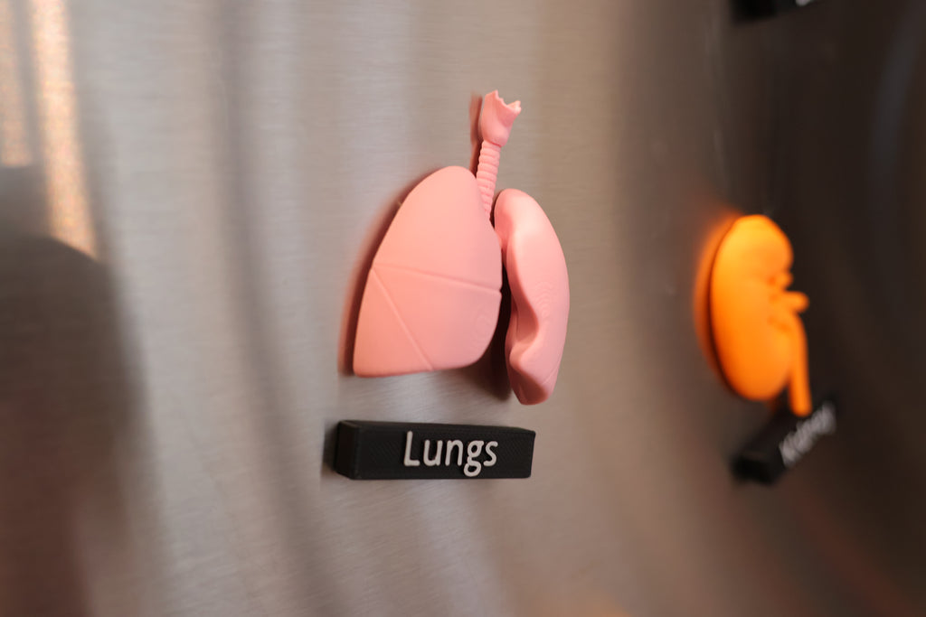 Anatomy Magnets