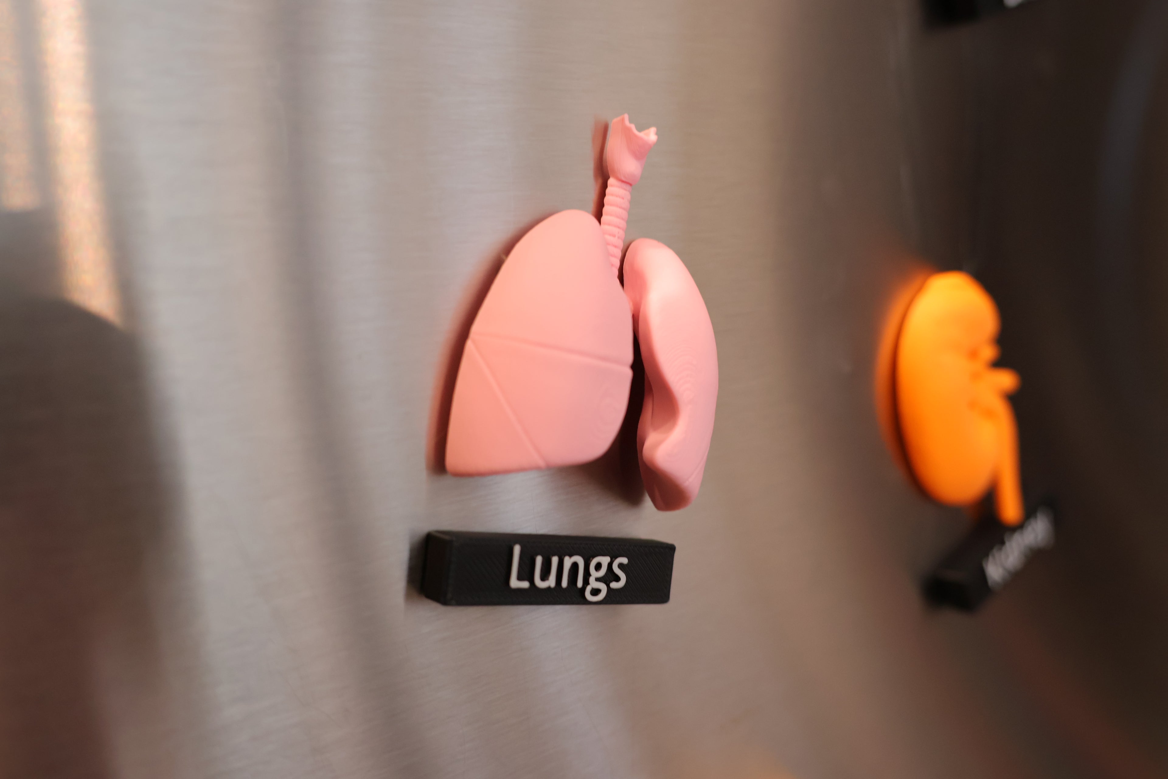 Anatomy Magnets
