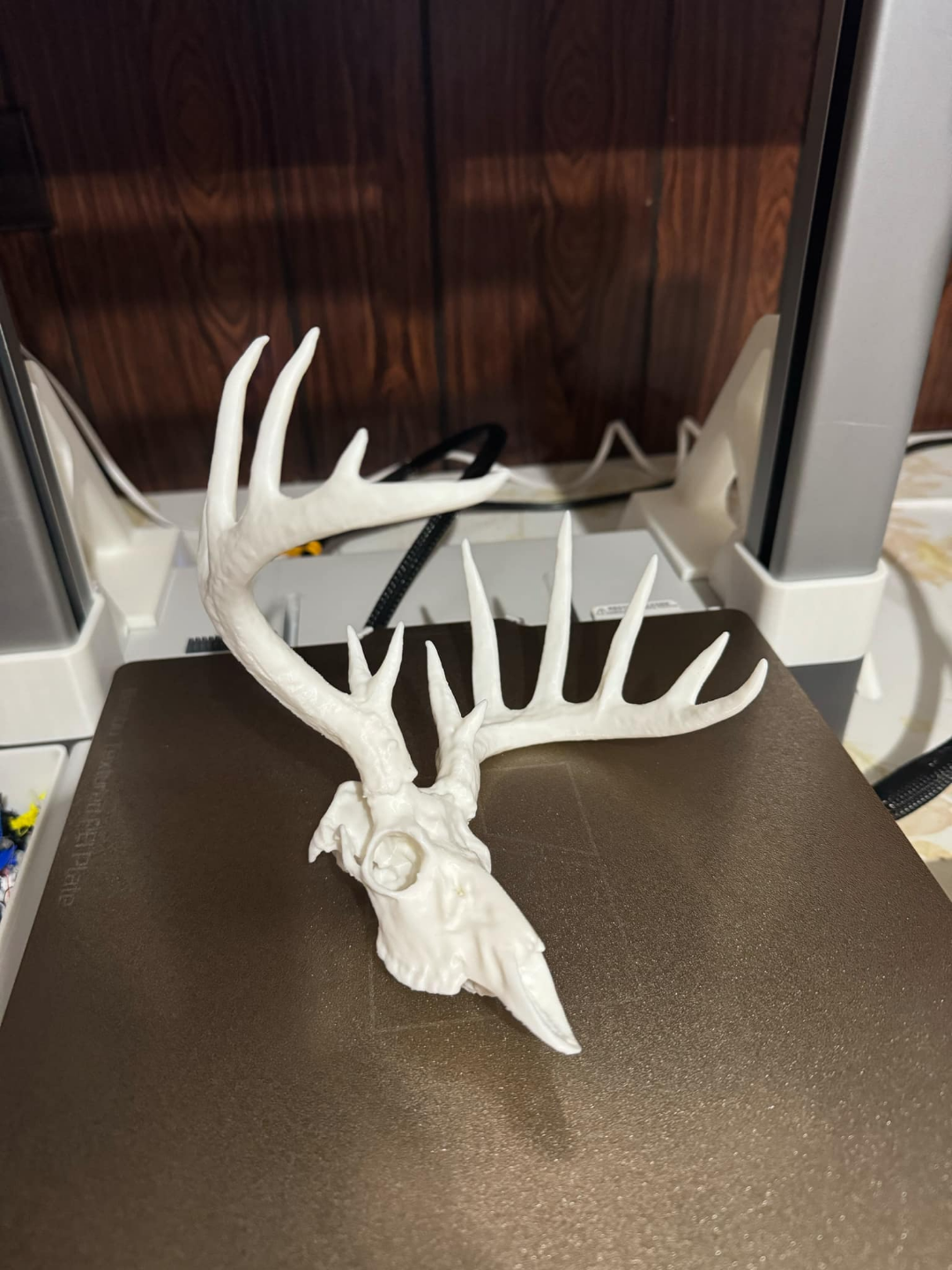 whitetail deer skull