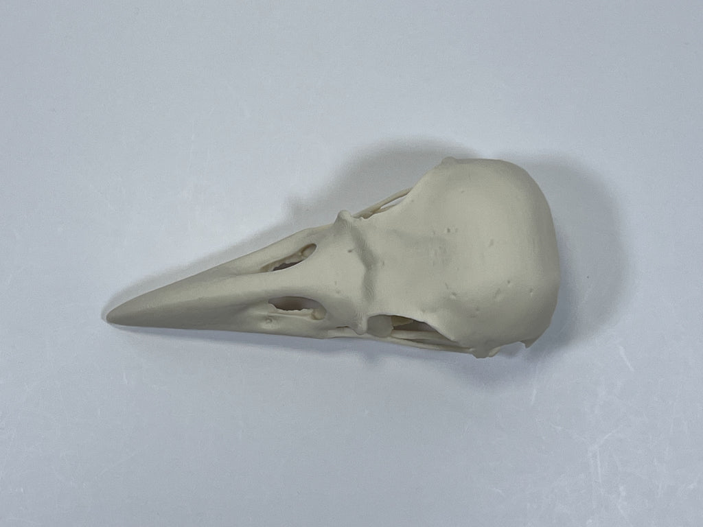 Raven Skull