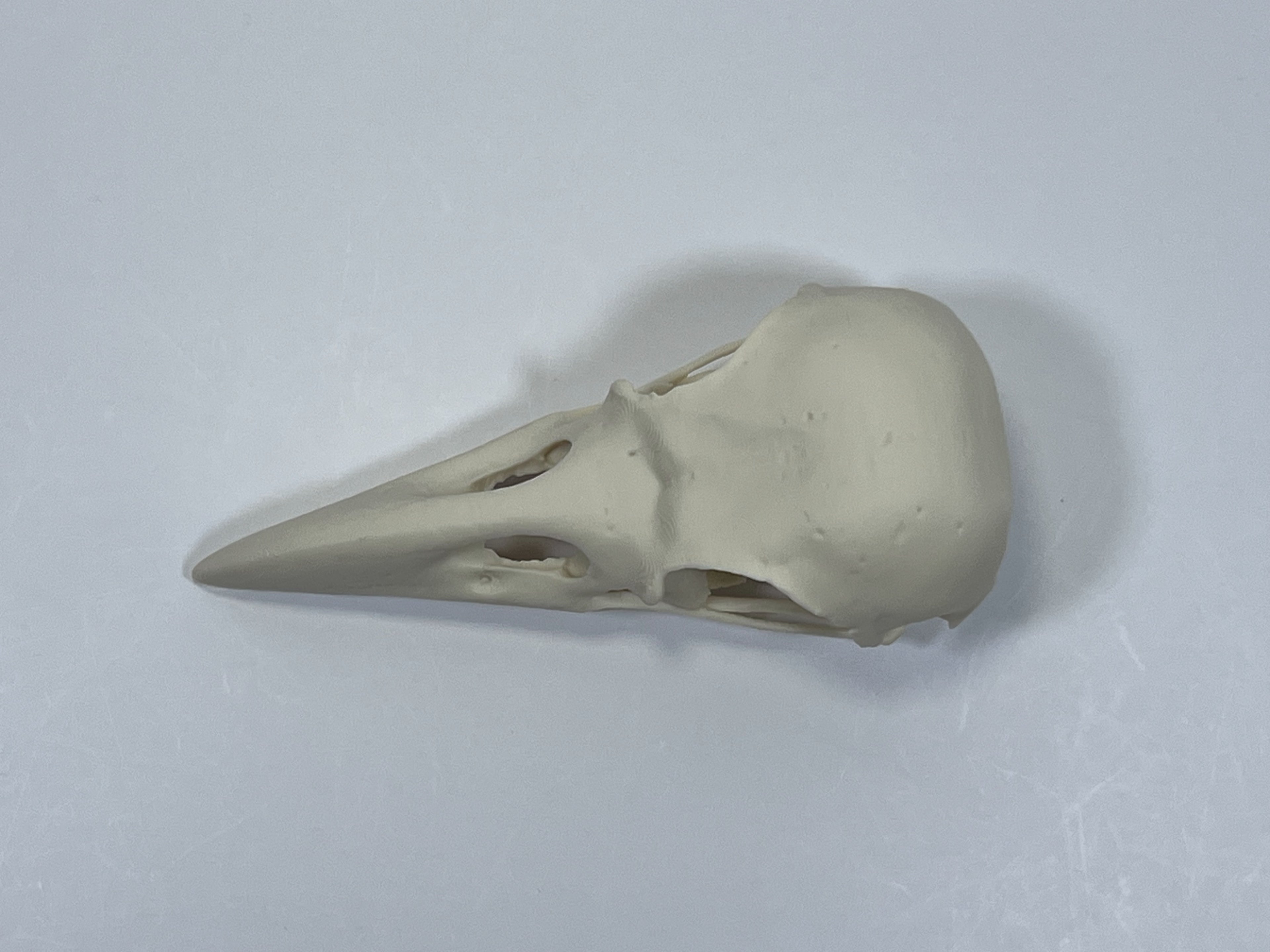 Raven Skull
