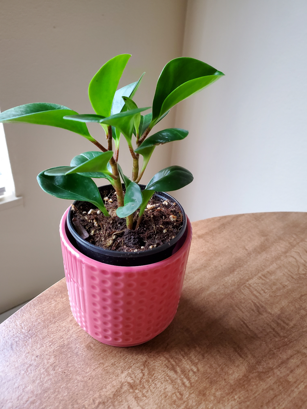 Potted Plant Watering Riser