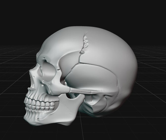 cranium
