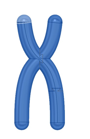 Chromosome