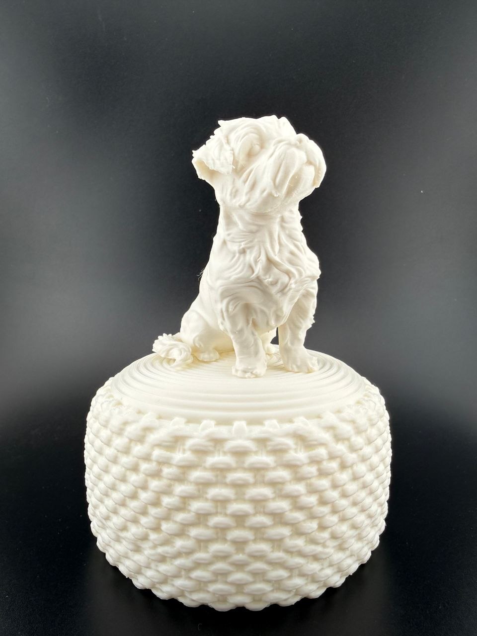Maltese Malshi dog