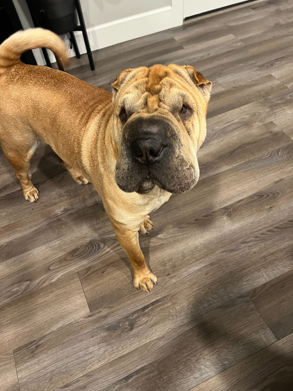 Shar Pei Dog