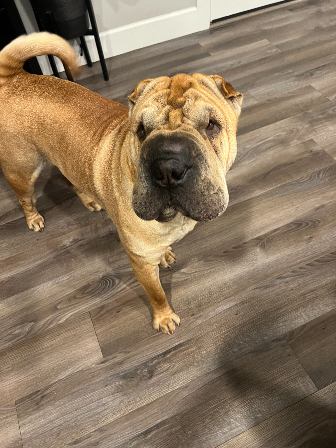 Shar Pei Dog