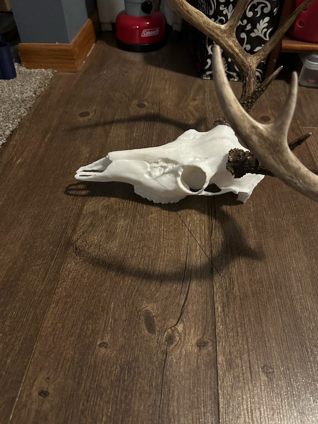 WhiteTail Skull Mount