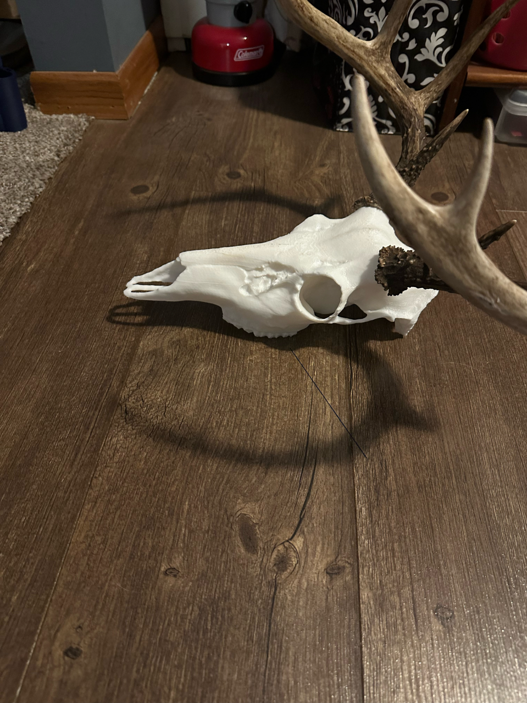 WhiteTail Skull Mount