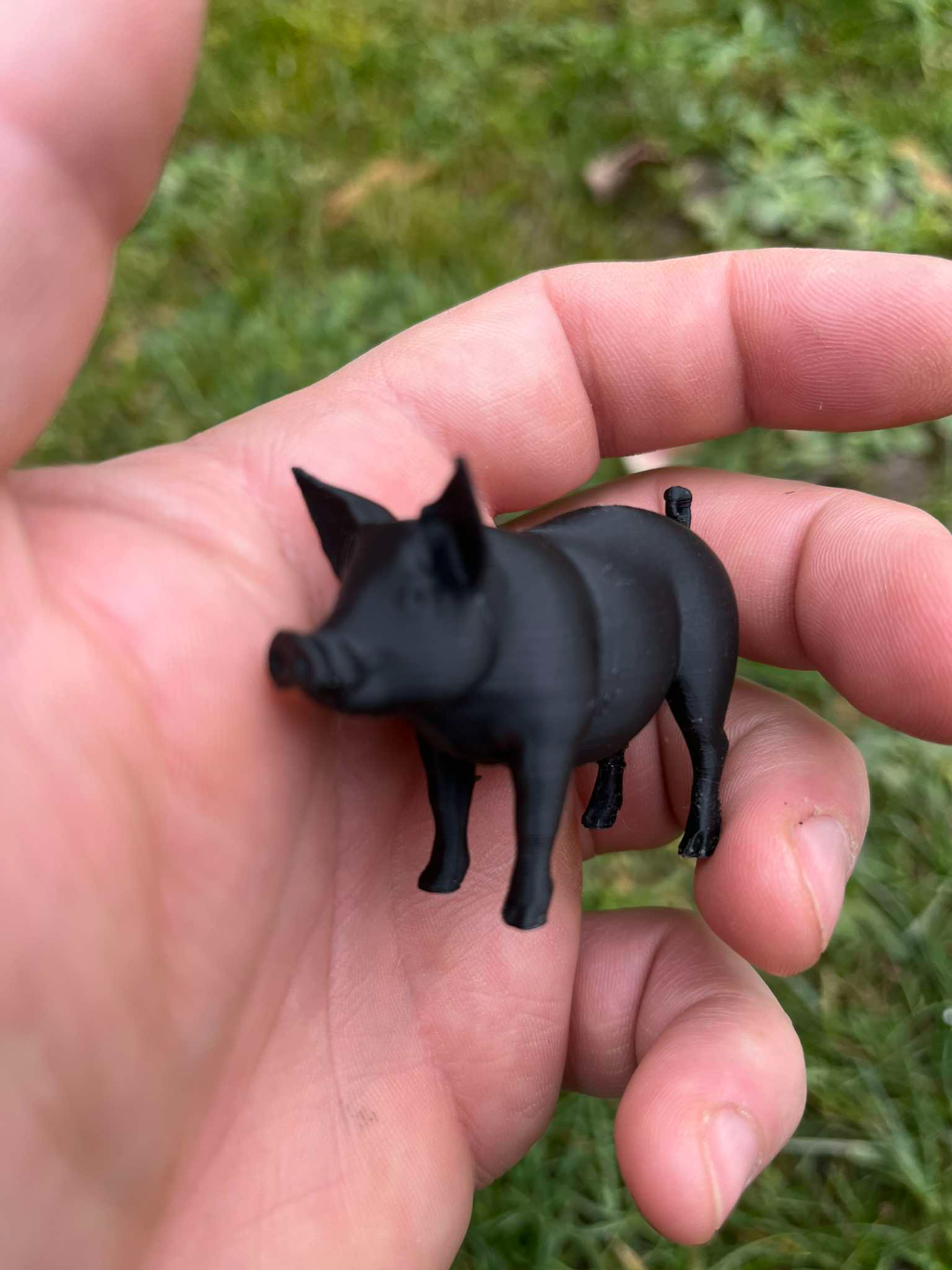 Cute little pigs on the farm