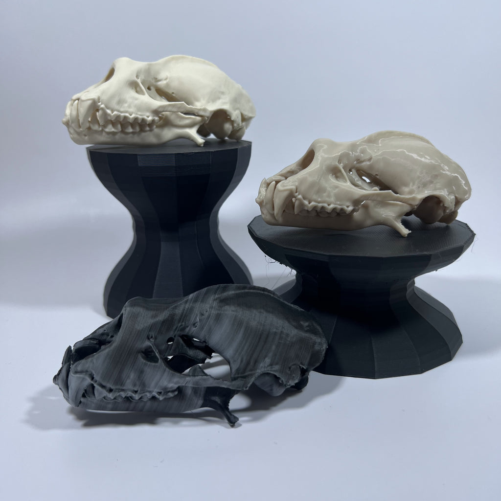 Greater Horseshoe Bat Cranium and Mandible 5X