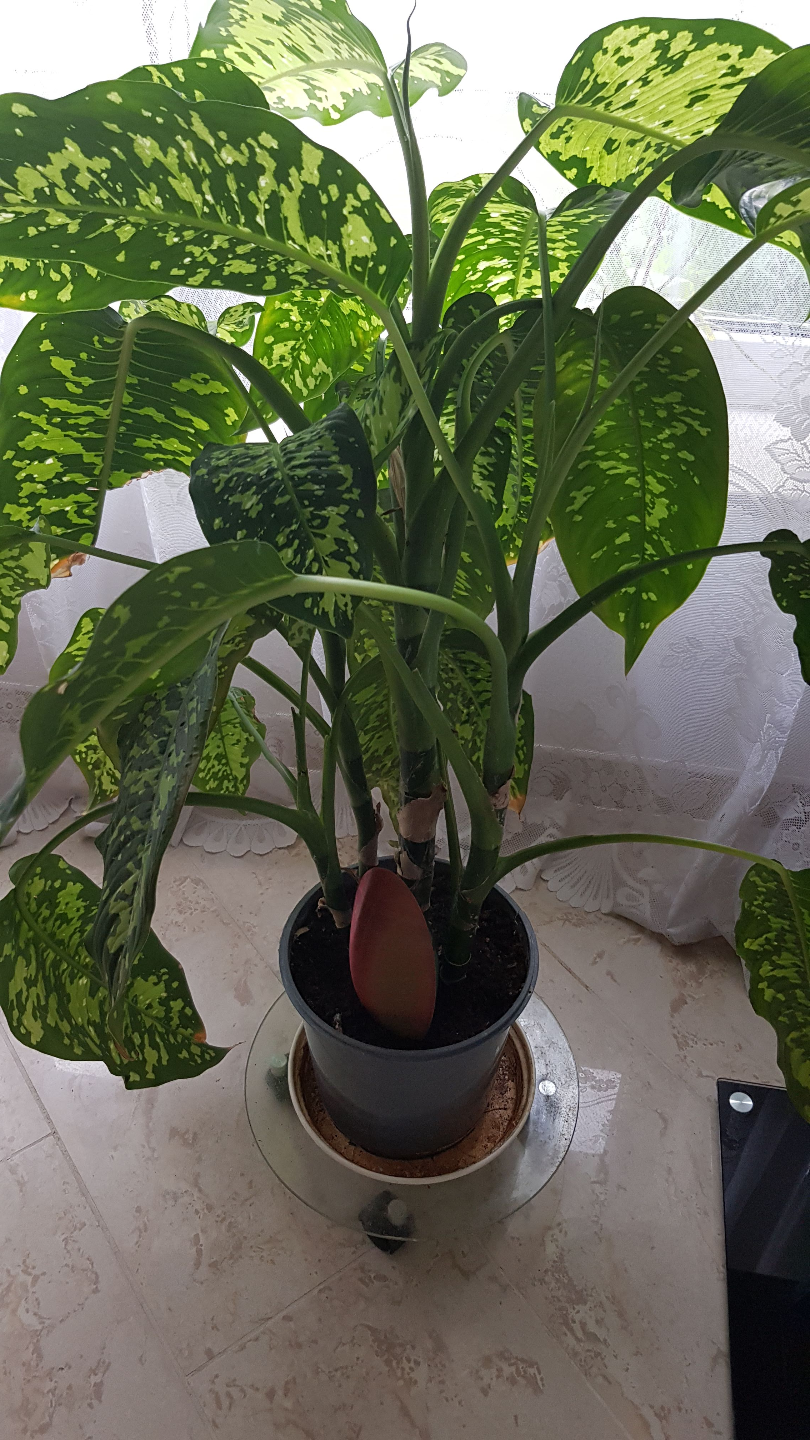 Alien seed - watering can