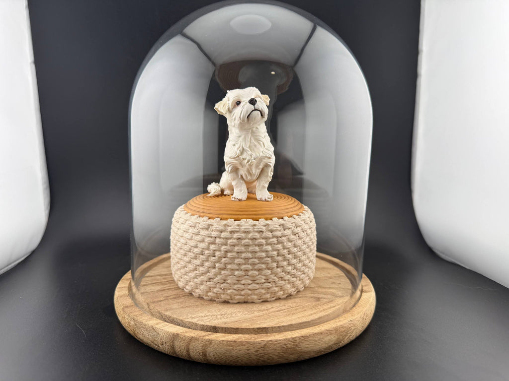 Maltese dog on the puff