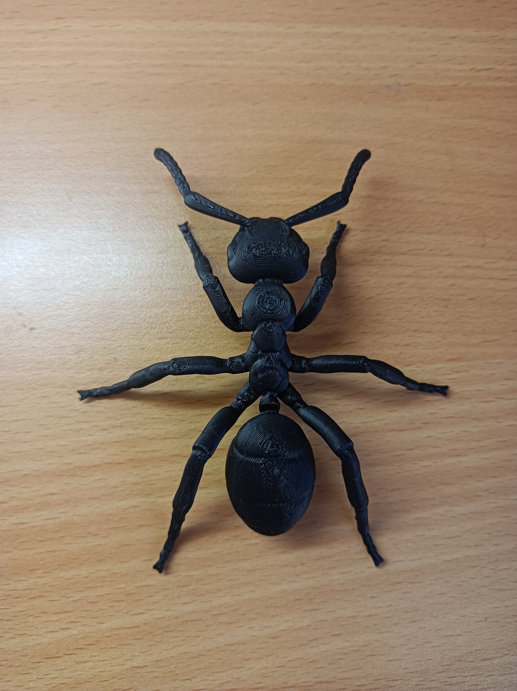 Common Black Garden Ant model