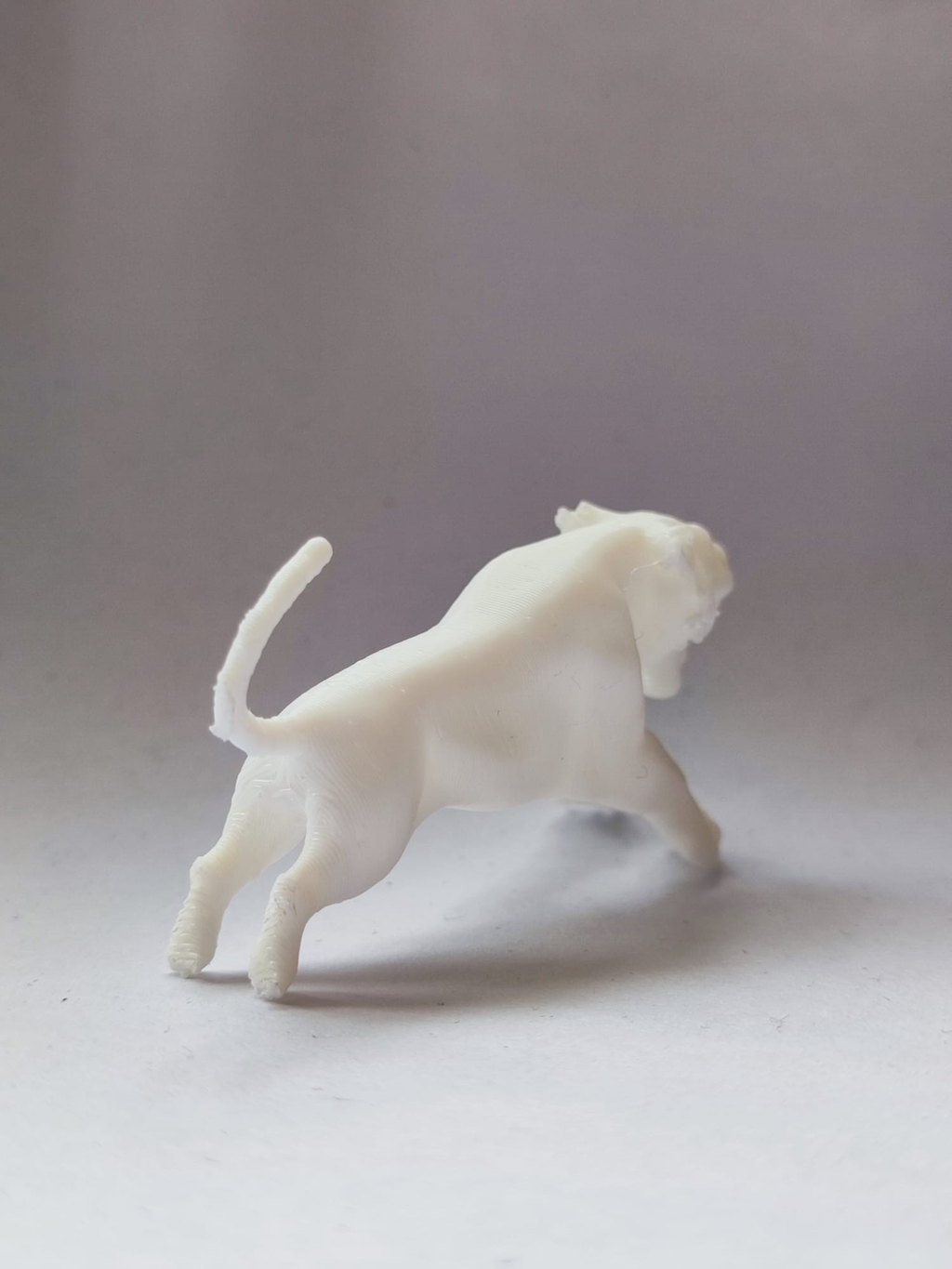 tiger