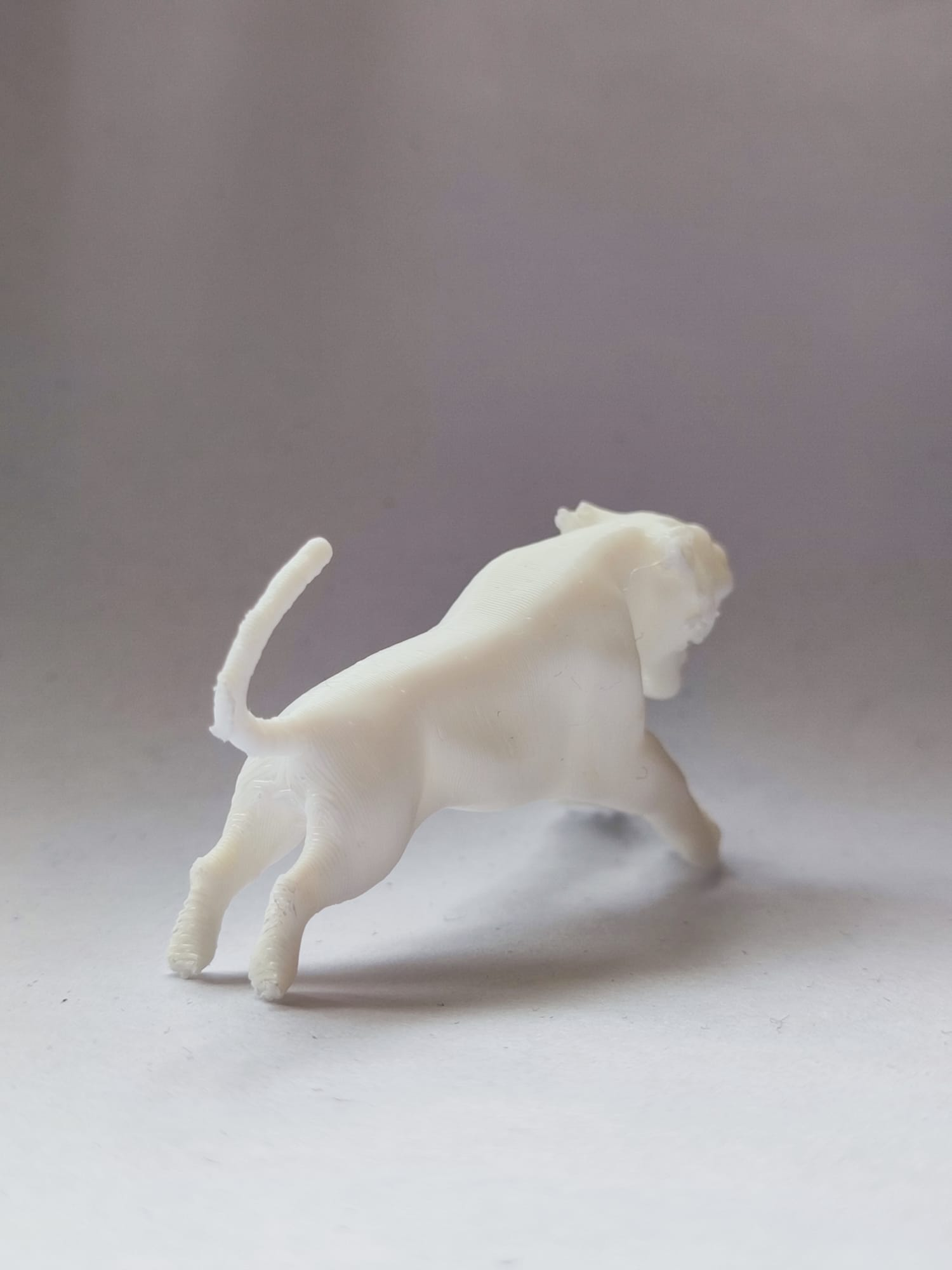 tiger