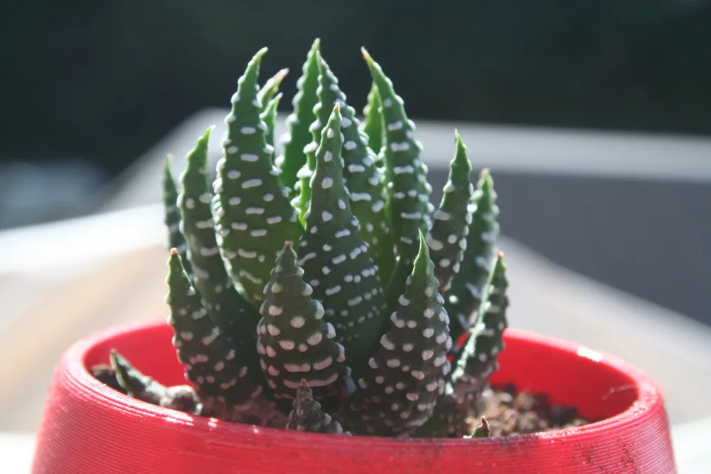 Simple Small Succulent Planter