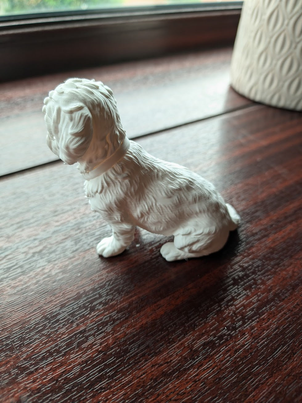 Shih Tzu Dog