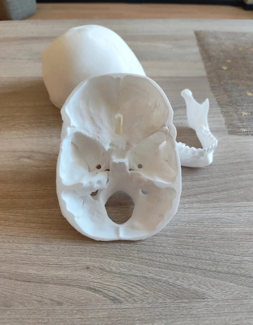Human skull, anatomically correct