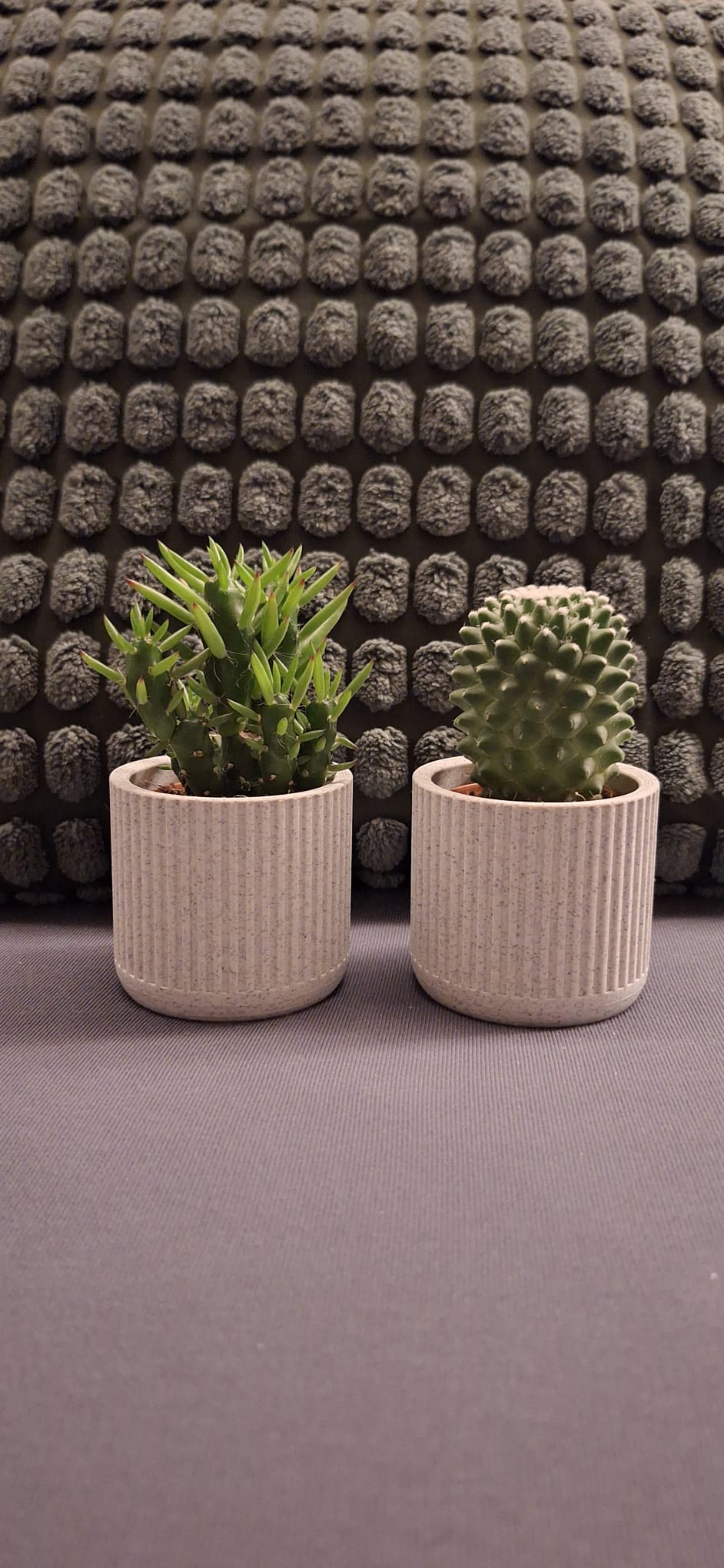 ribbed succulent planter