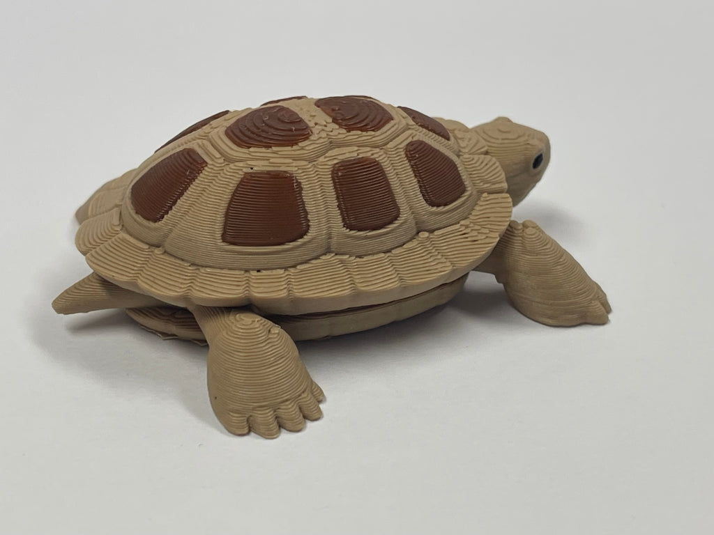 Fun Little Turtle