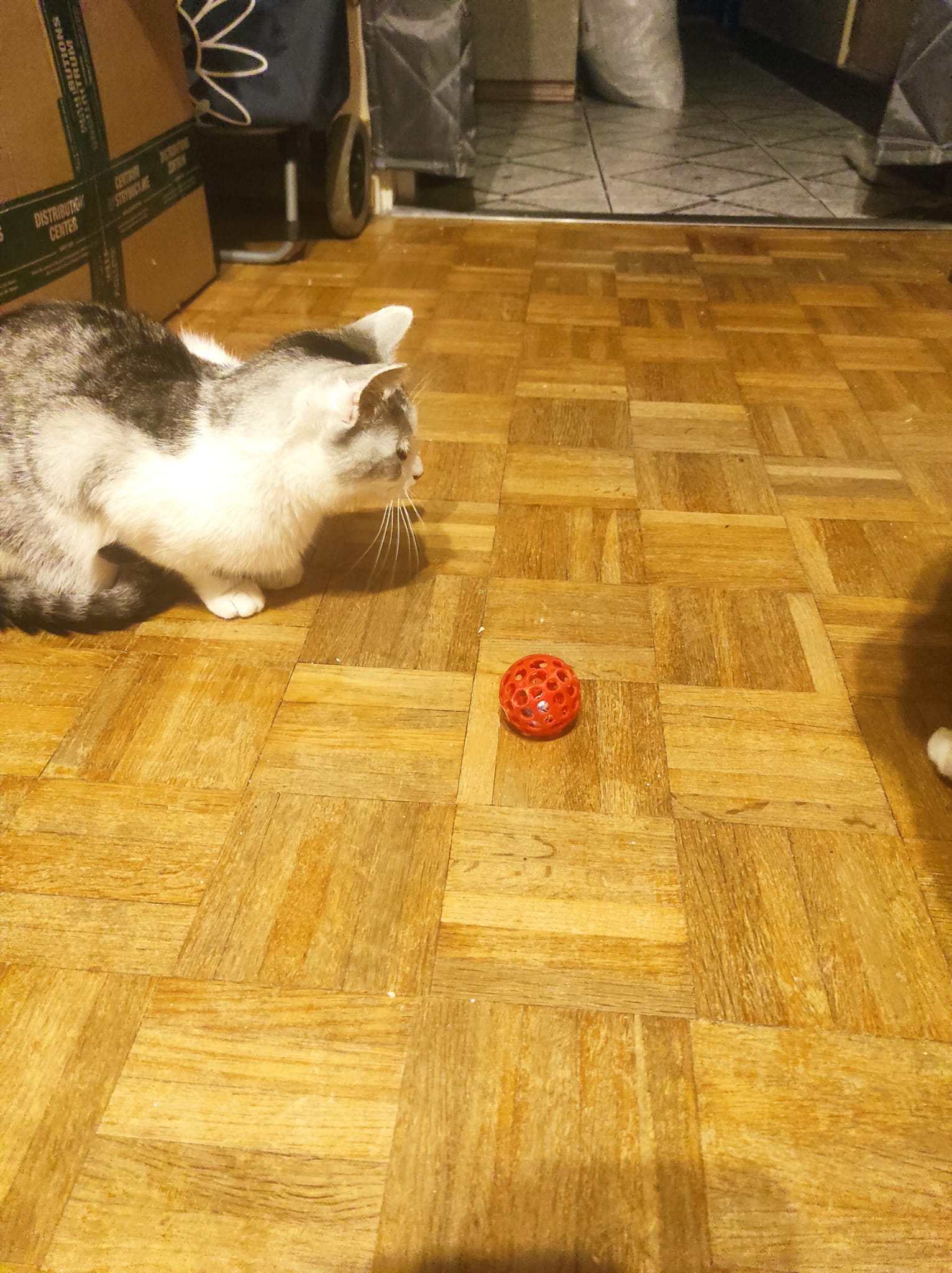 Cat toy flush poop ball