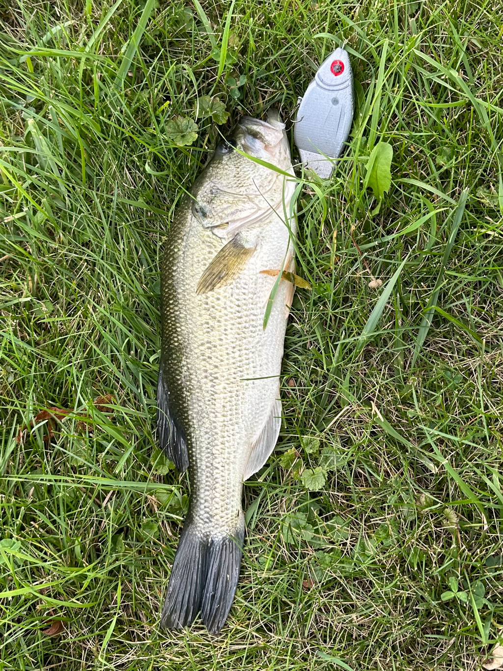 "HyperShad" Swimbait/Glidebait Fishing Lure