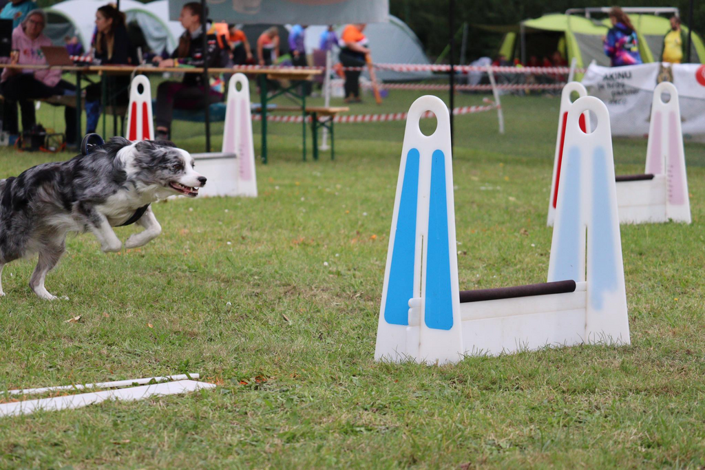 Flyball Obstacle