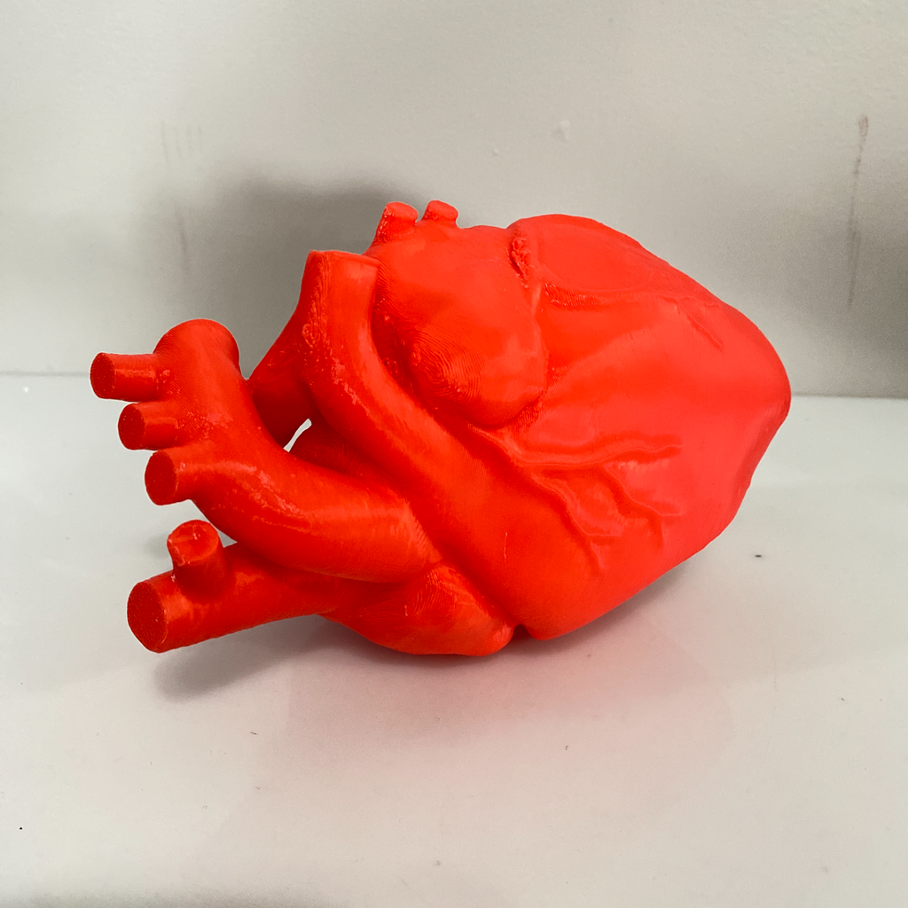 Anatomically Accurate Heart - Solid Model
