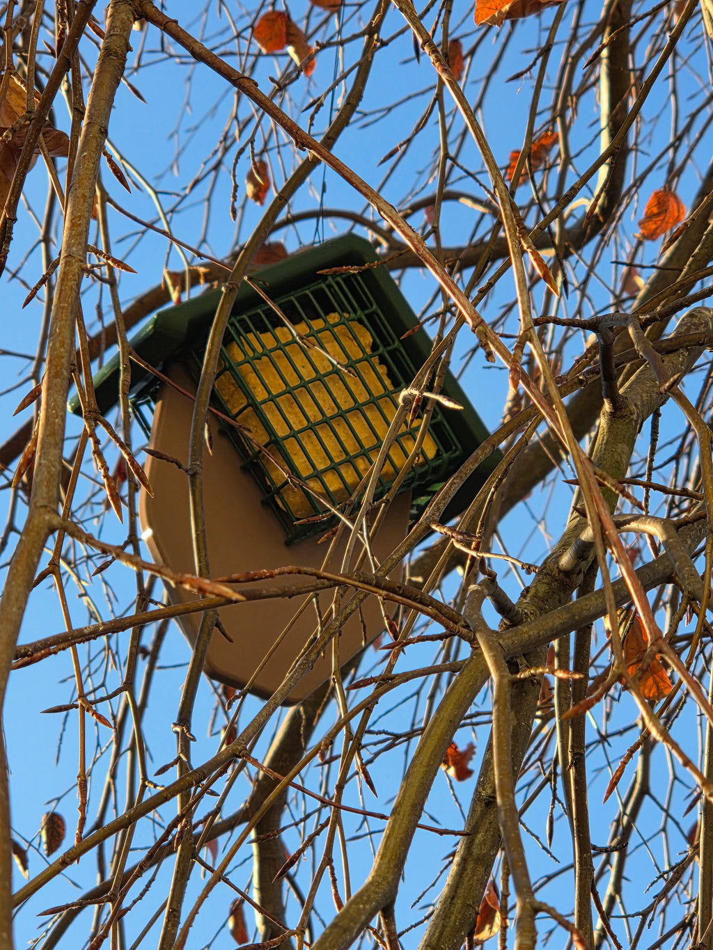 Double Suet Tail-Prop Feeder Great for Woodpeckers