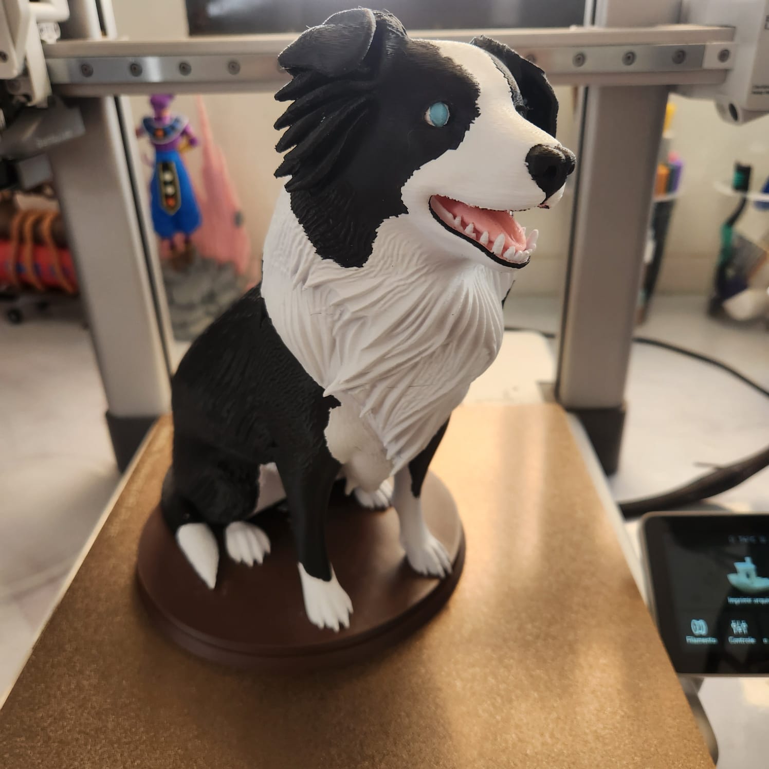 border collie multicolor