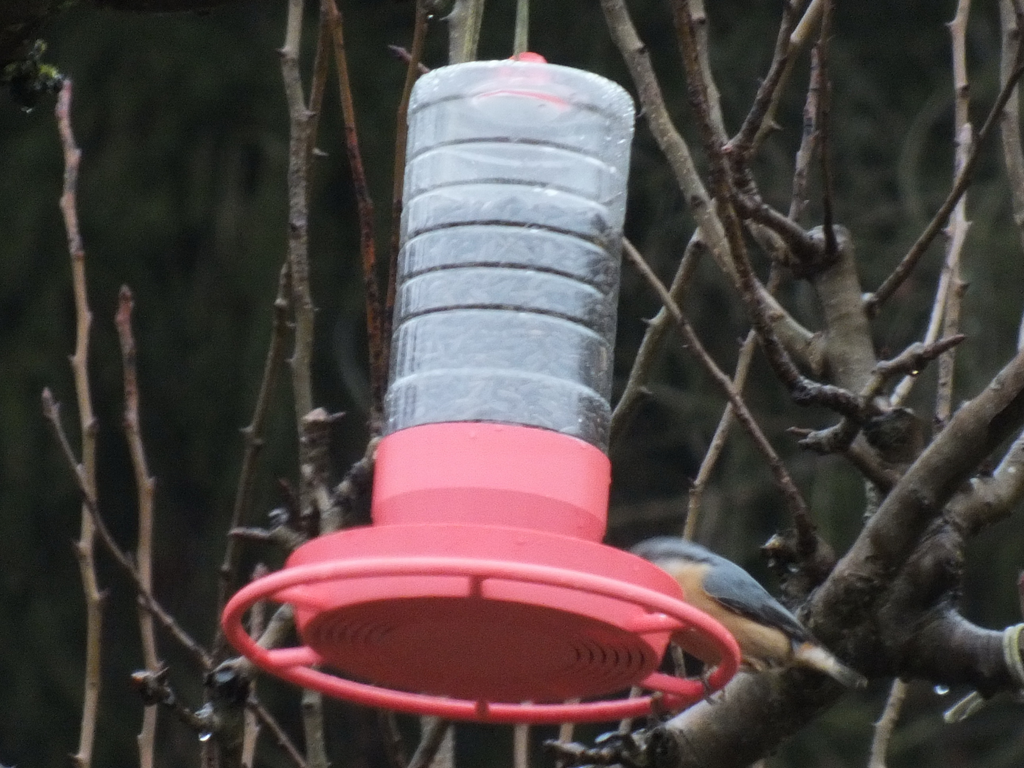 Bird feeder made from a granulated tea bottle