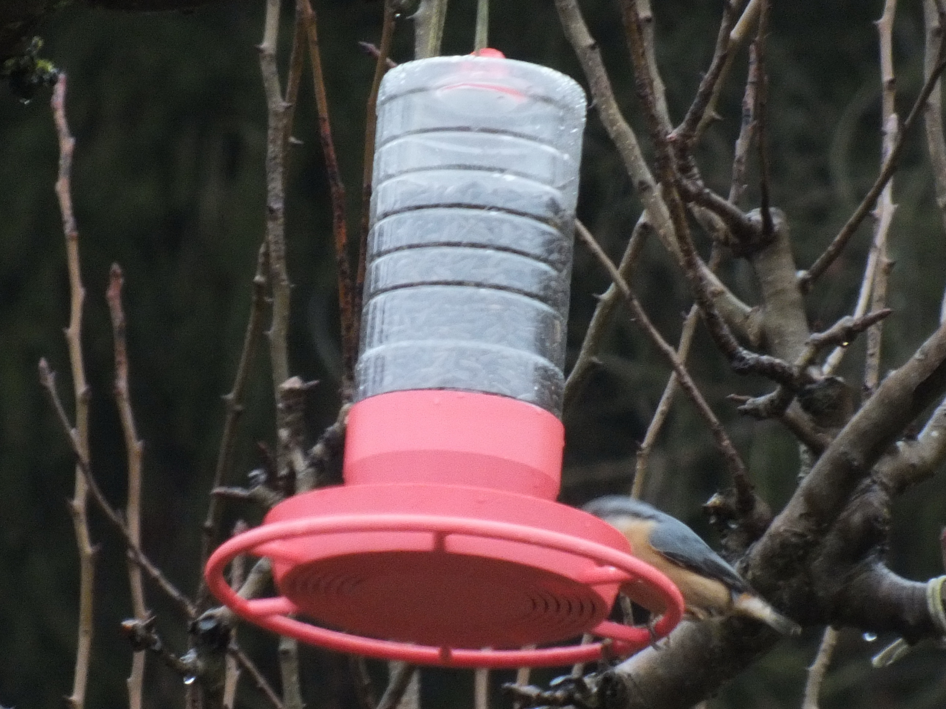 Bird feeder made from a granulated tea bottle
