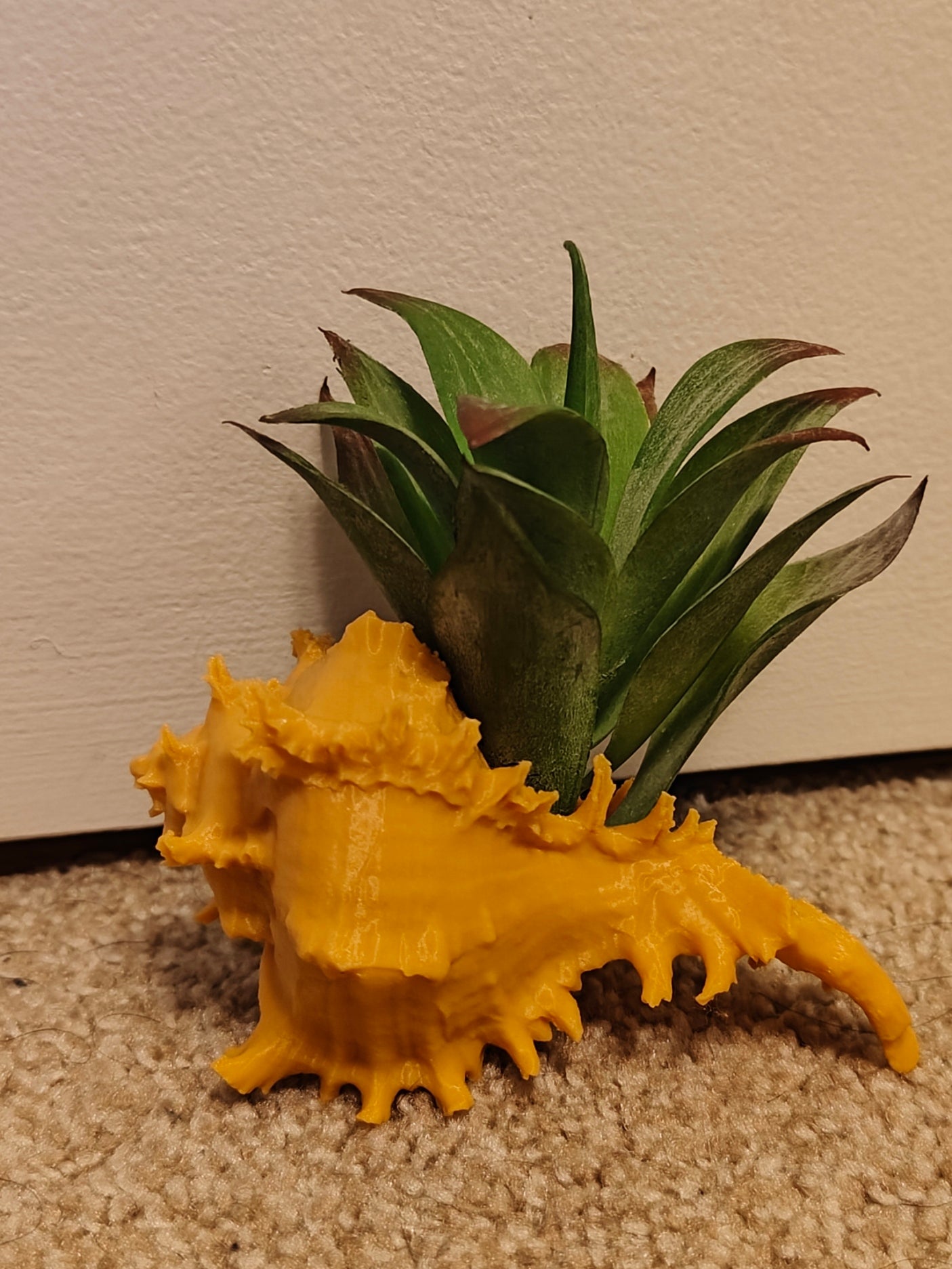 Shell Airplant Holder OR Just use as Decor !