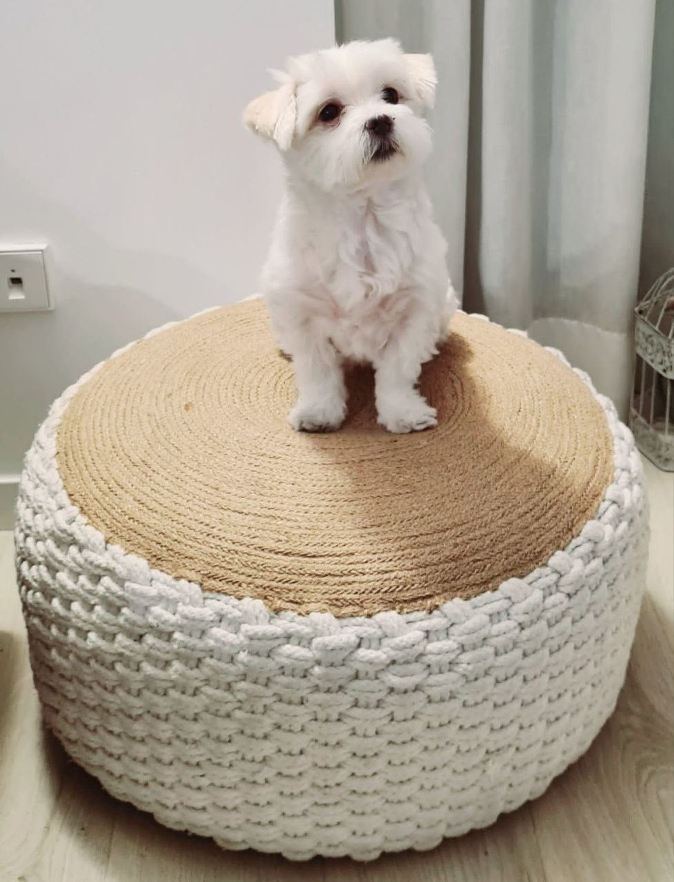 Maltese Malshi dog