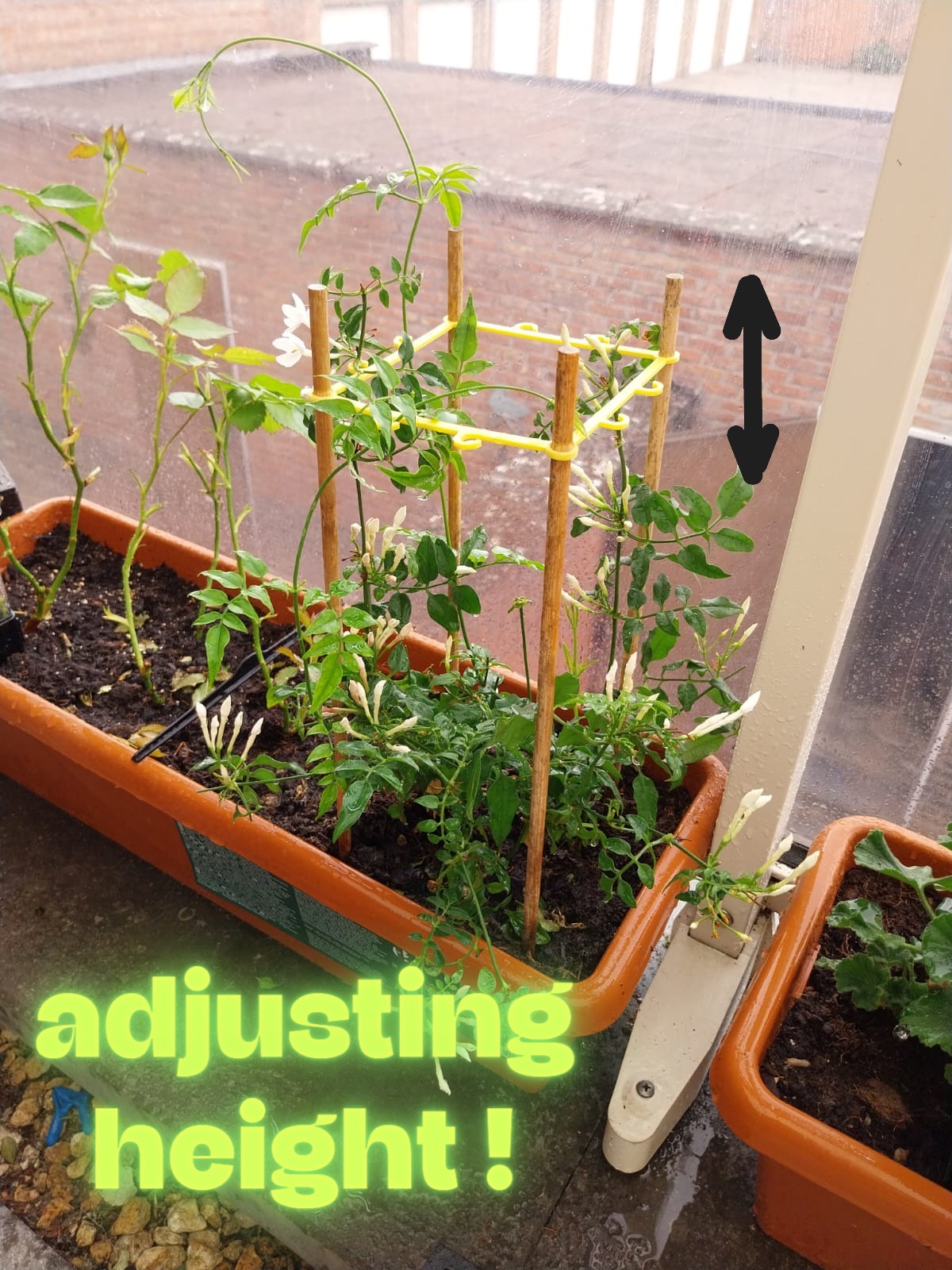 climbing plant
