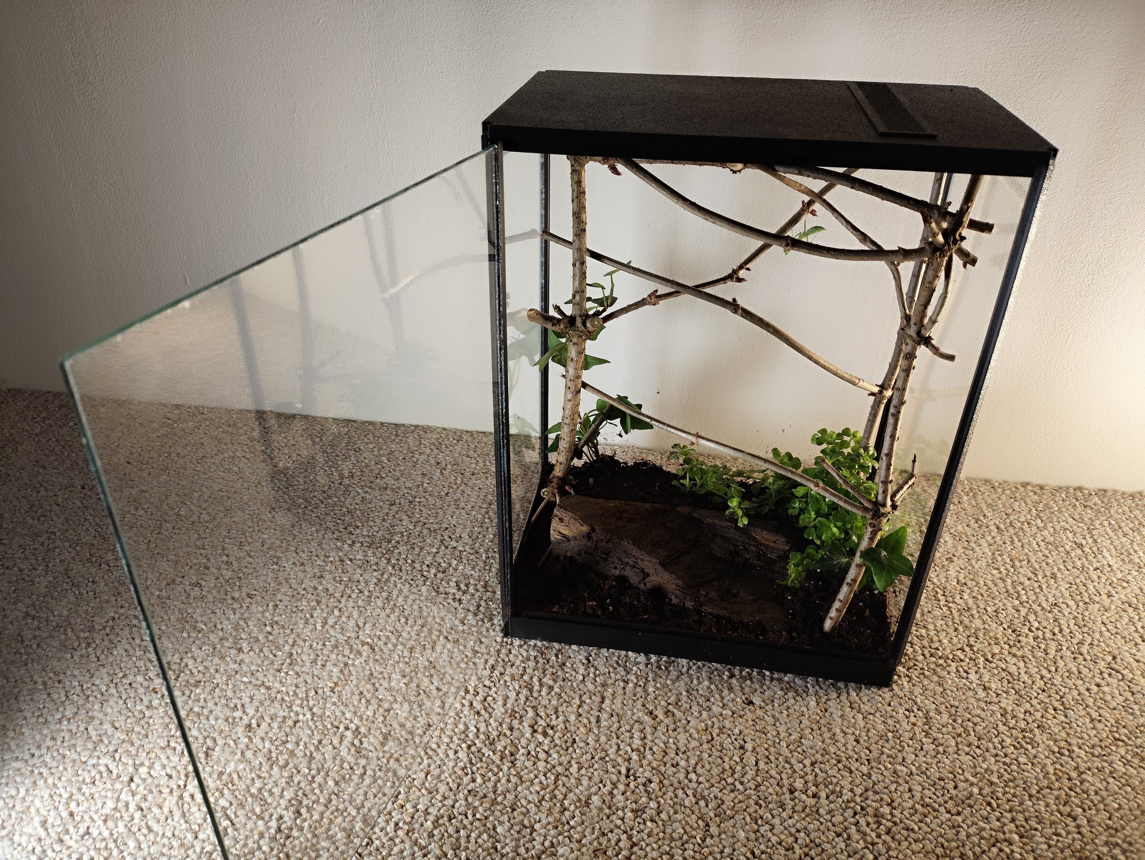 Terarrium 32 × 25 × 15 cm - Insectarium